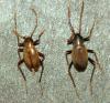 Cytodromus henroti